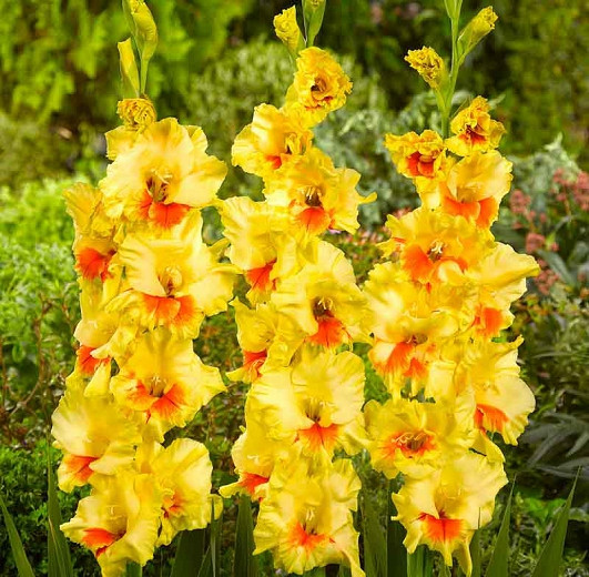 Sword Lily 'Jester', Gladiola 'Jester', Gladioli Jester, glaieul Jester, Yellow Glad, Yellow Sword Lily, Bicolor Glad, Bicolor Sword Lily,